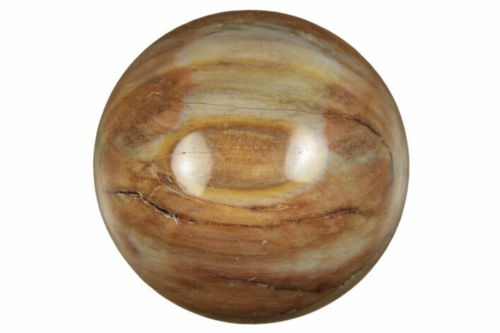 .9" Polished Petrified Wood Sphere - Photo 1